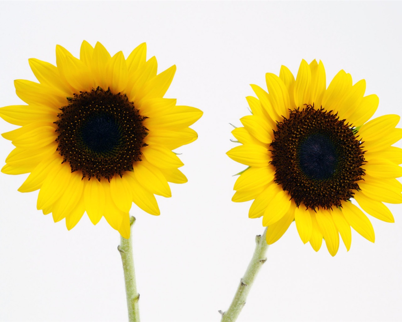 Sunny sunflower photo HD Wallpapers #32 - 1280x1024