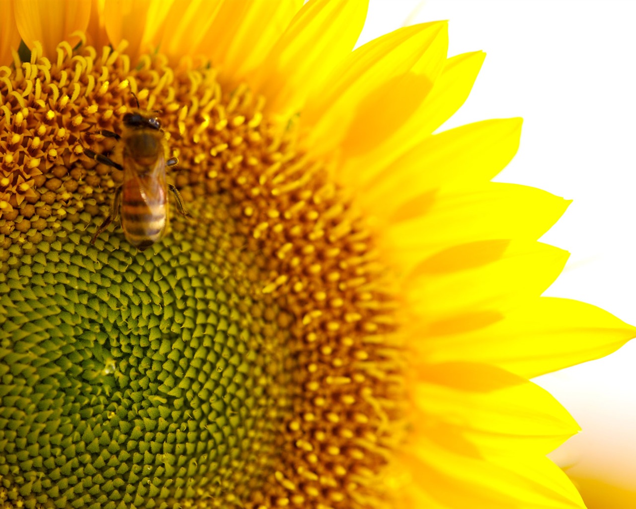 Sunny sunflower photo HD Wallpapers #33 - 1280x1024