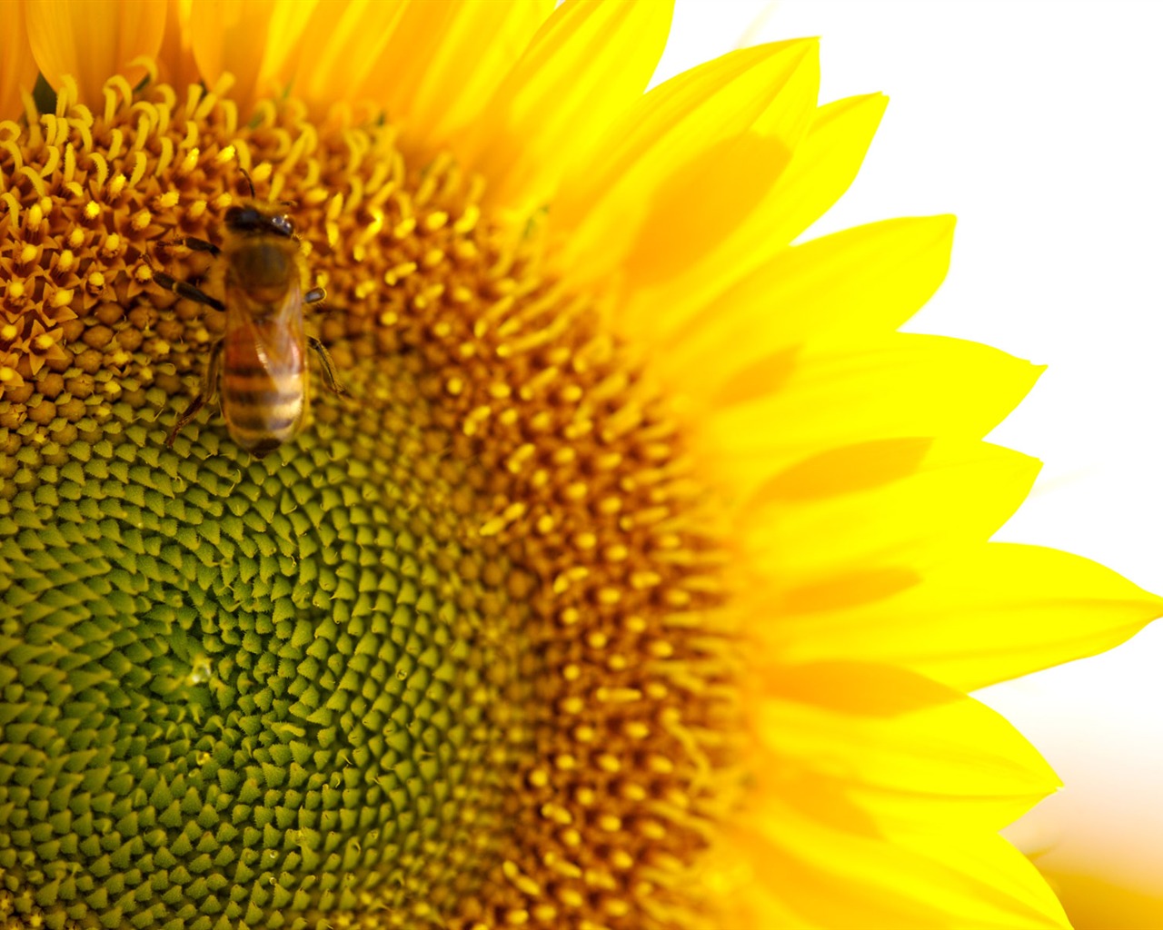 陽光 葵花寫真高清壁紙 #33 - 1280x1024