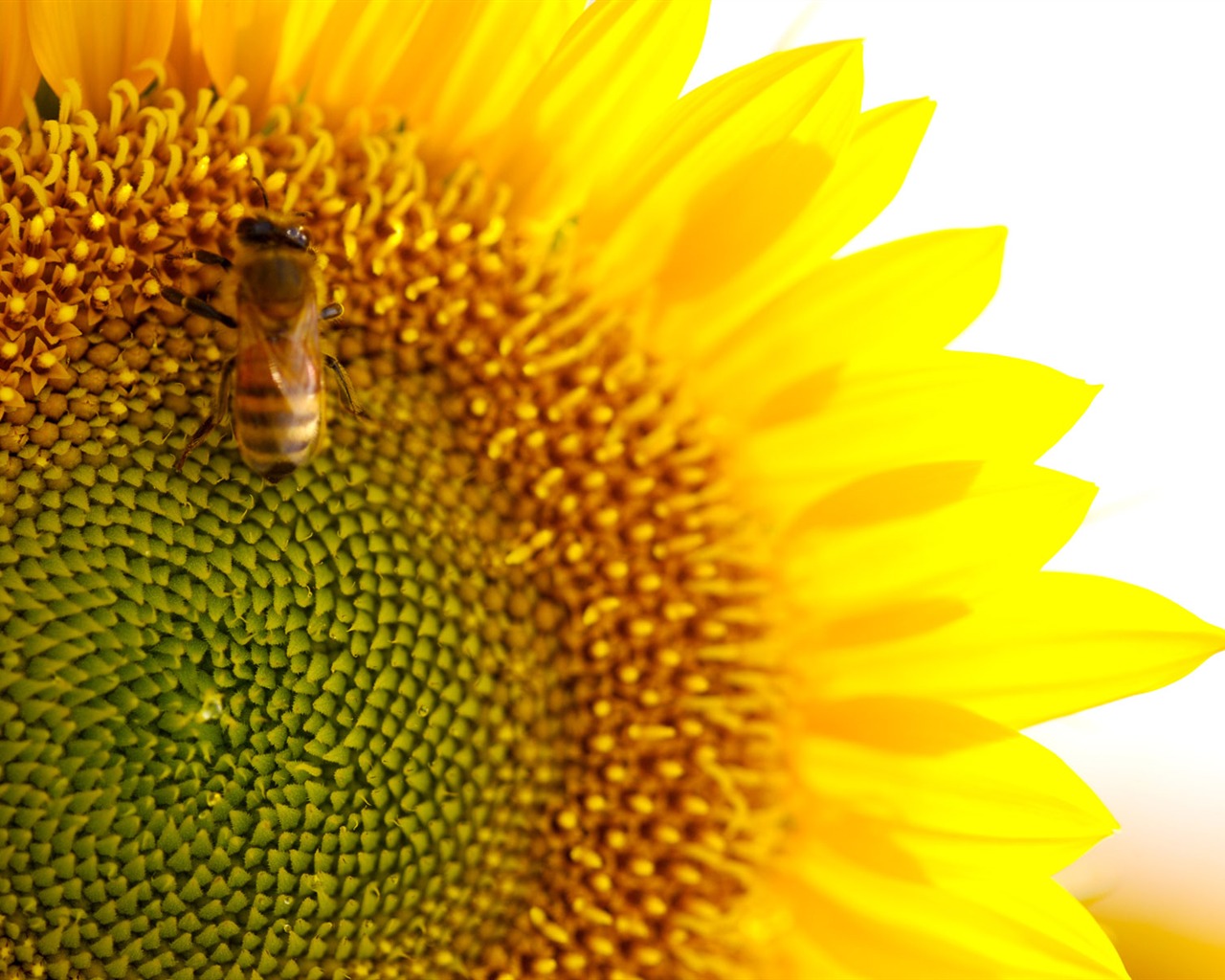 Sunny photo de tournesol HD Wallpapers #33 - 1280x1024