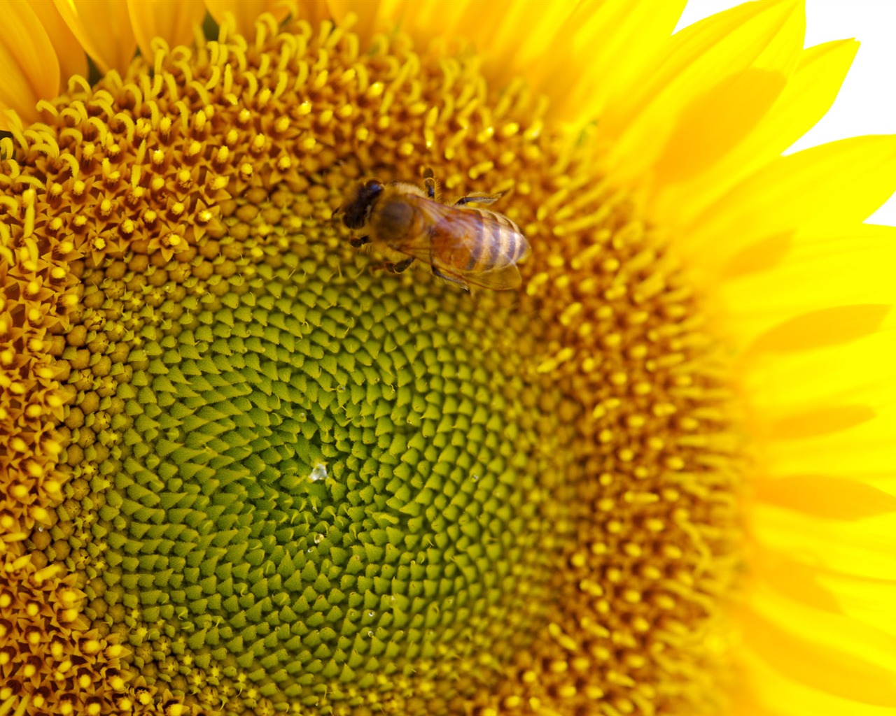 Soleado foto de girasol HD Wallpapers #36 - 1280x1024