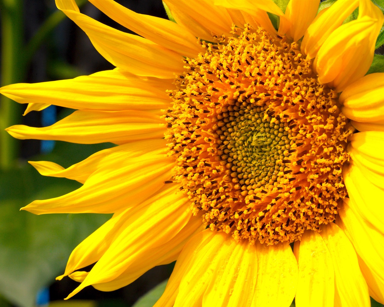 Sunny photo de tournesol HD Wallpapers #37 - 1280x1024