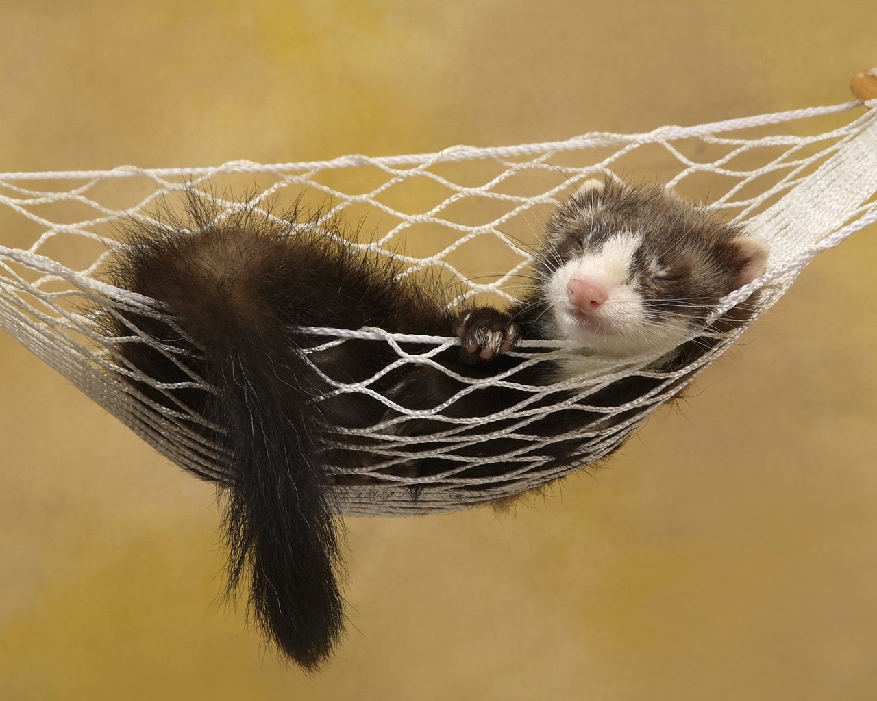 Webshots Animal Wallpapers (1) #8 - 1280x1024