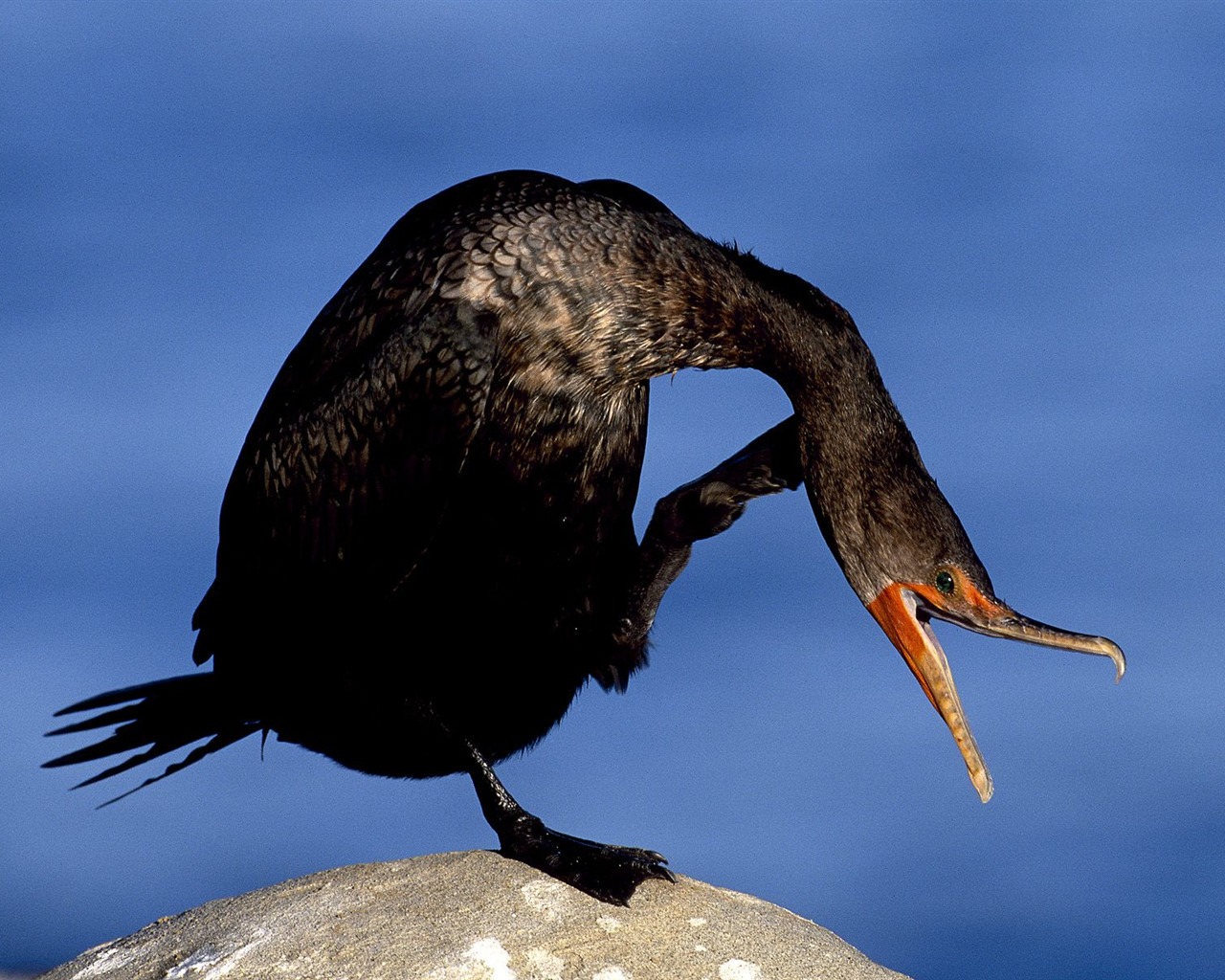 Webshots Animal Wallpapers (1) #10 - 1280x1024