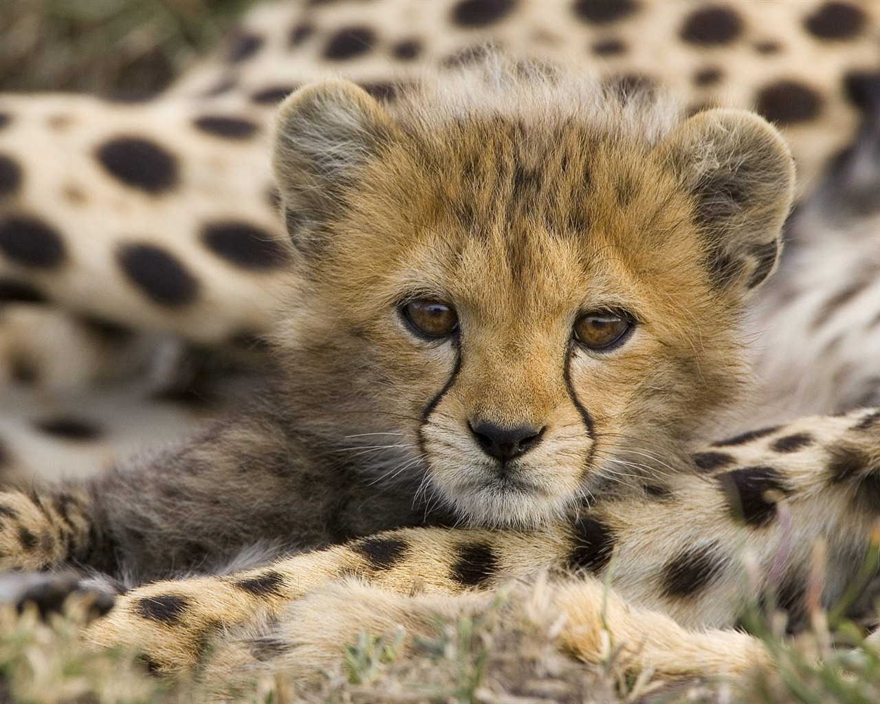 Webshots Animal Wallpapers (1) #4 - 1280x1024