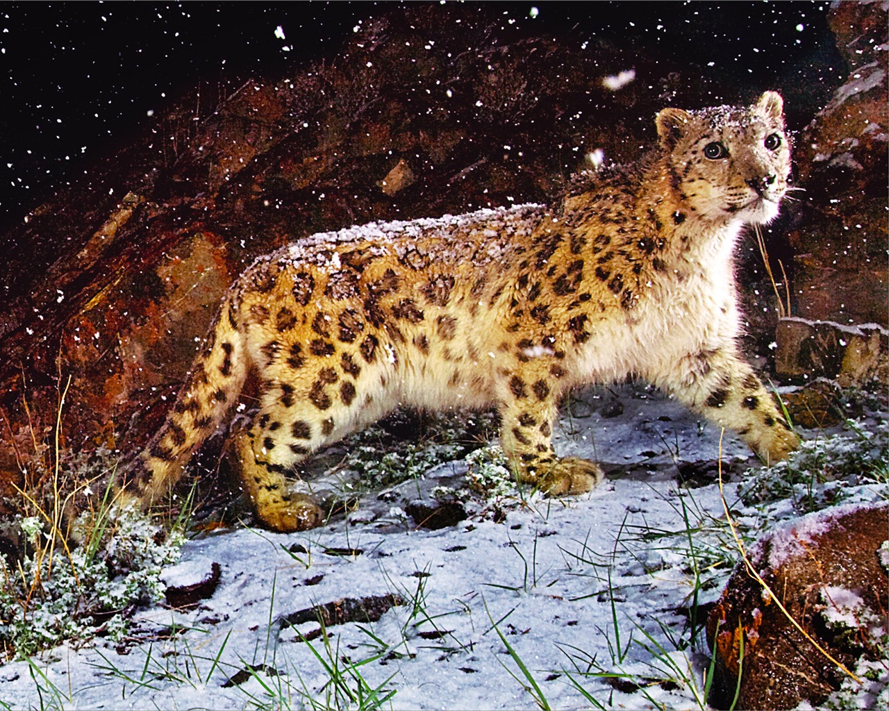 Apple's Snow Leopard default wallpaper full #1 - 1280x1024