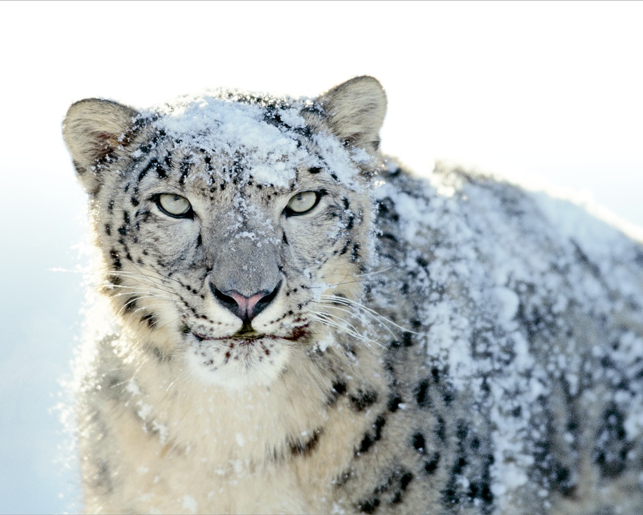 Apples Snow Leopard standardmäßig volle Tapete #21 - 1280x1024