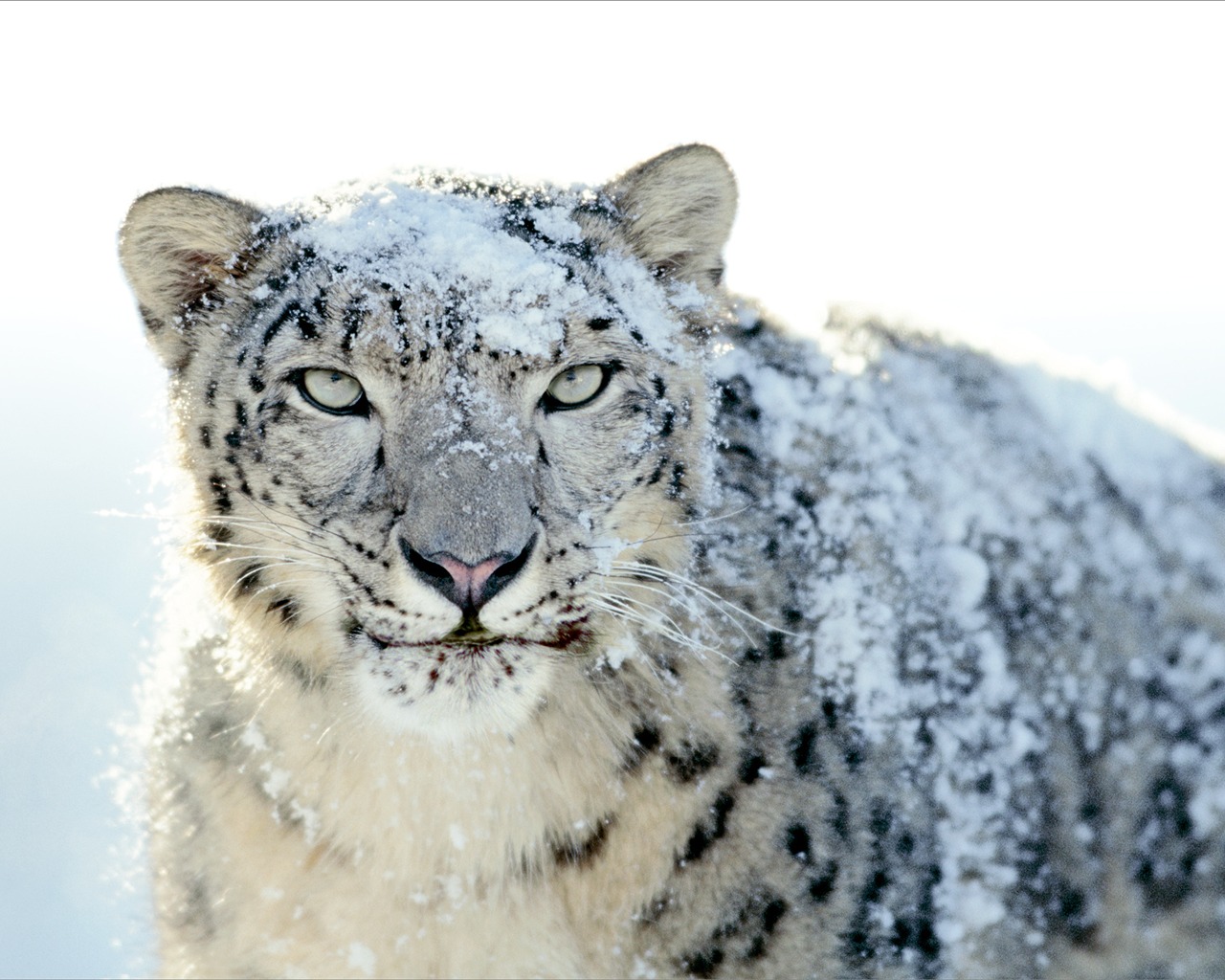 アップル社のSnow Leopardのデフォルトの壁紙フル #21 - 1280x1024