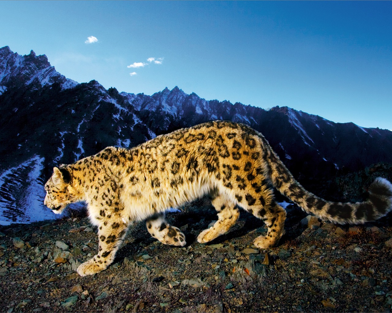 Apple Snow Leopard standardní wallpaper plné #23 - 1280x1024