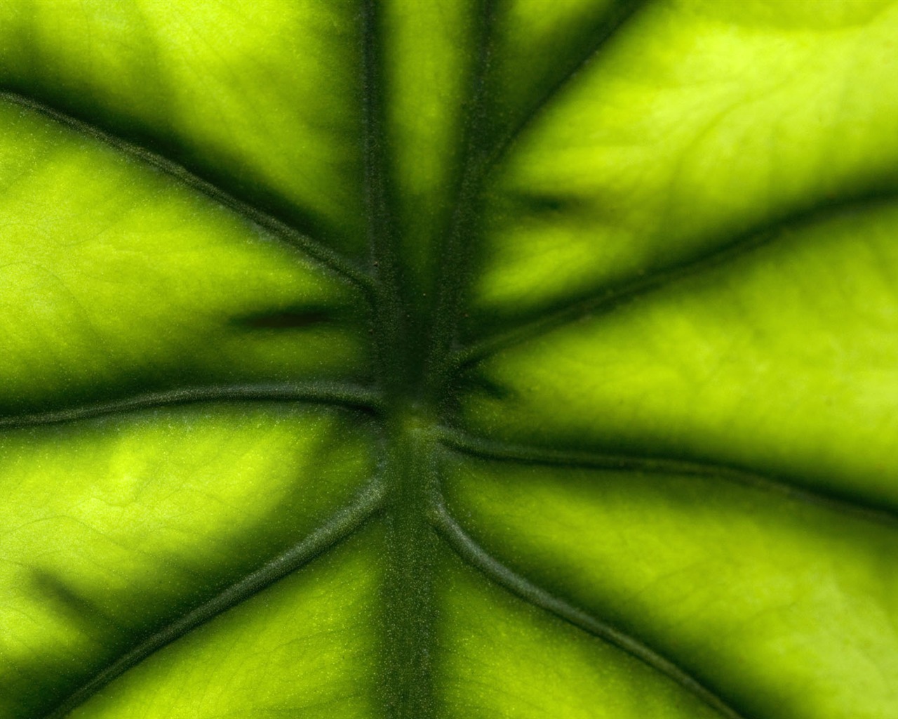 녹색 식물 잎 배경 #3 - 1280x1024