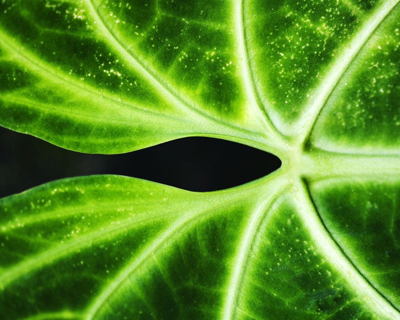 녹색 식물 잎 배경 #4 - 1280x1024