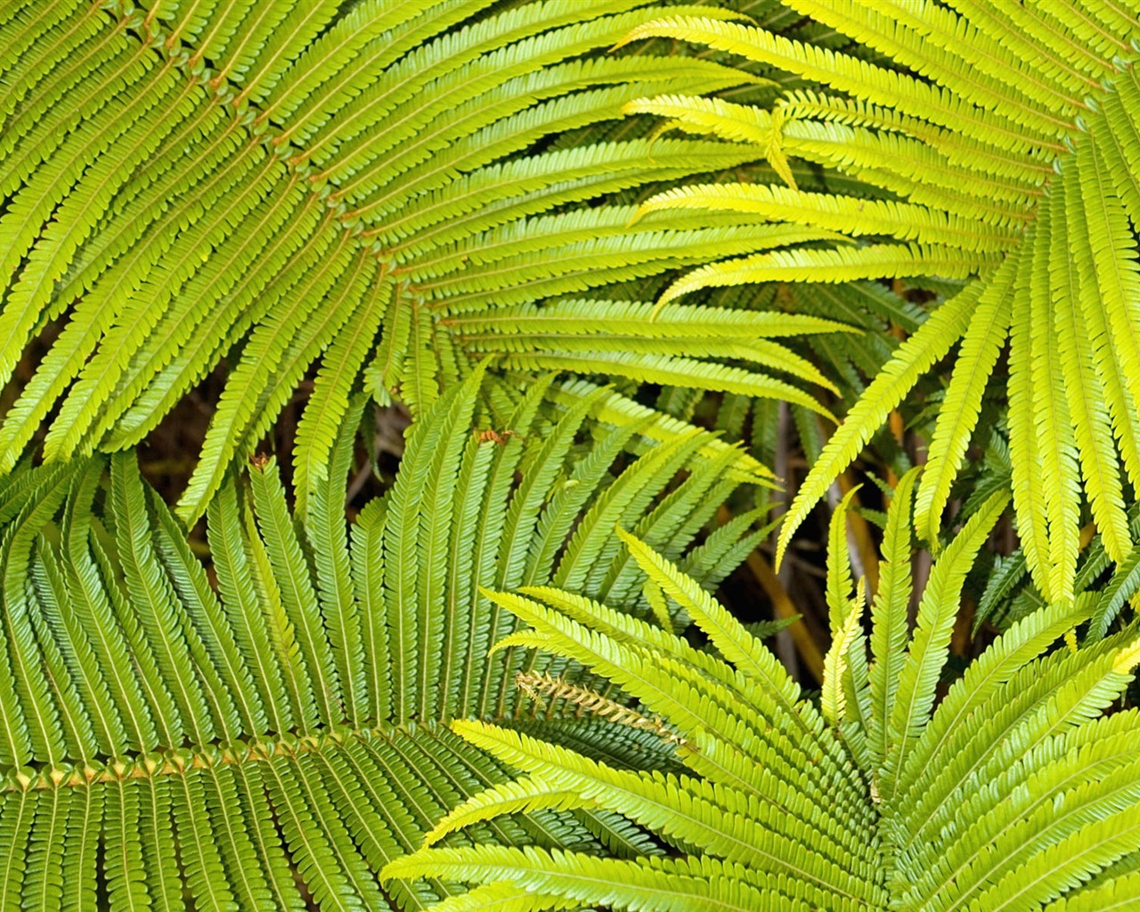 Rostliny zelené listí Tapeta #5 - 1280x1024