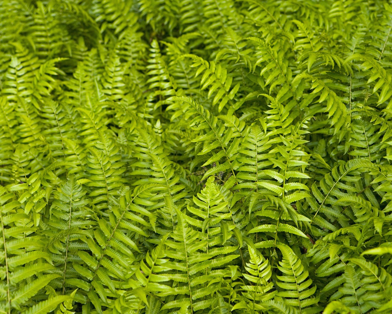 녹색 식물 잎 배경 #9 - 1280x1024