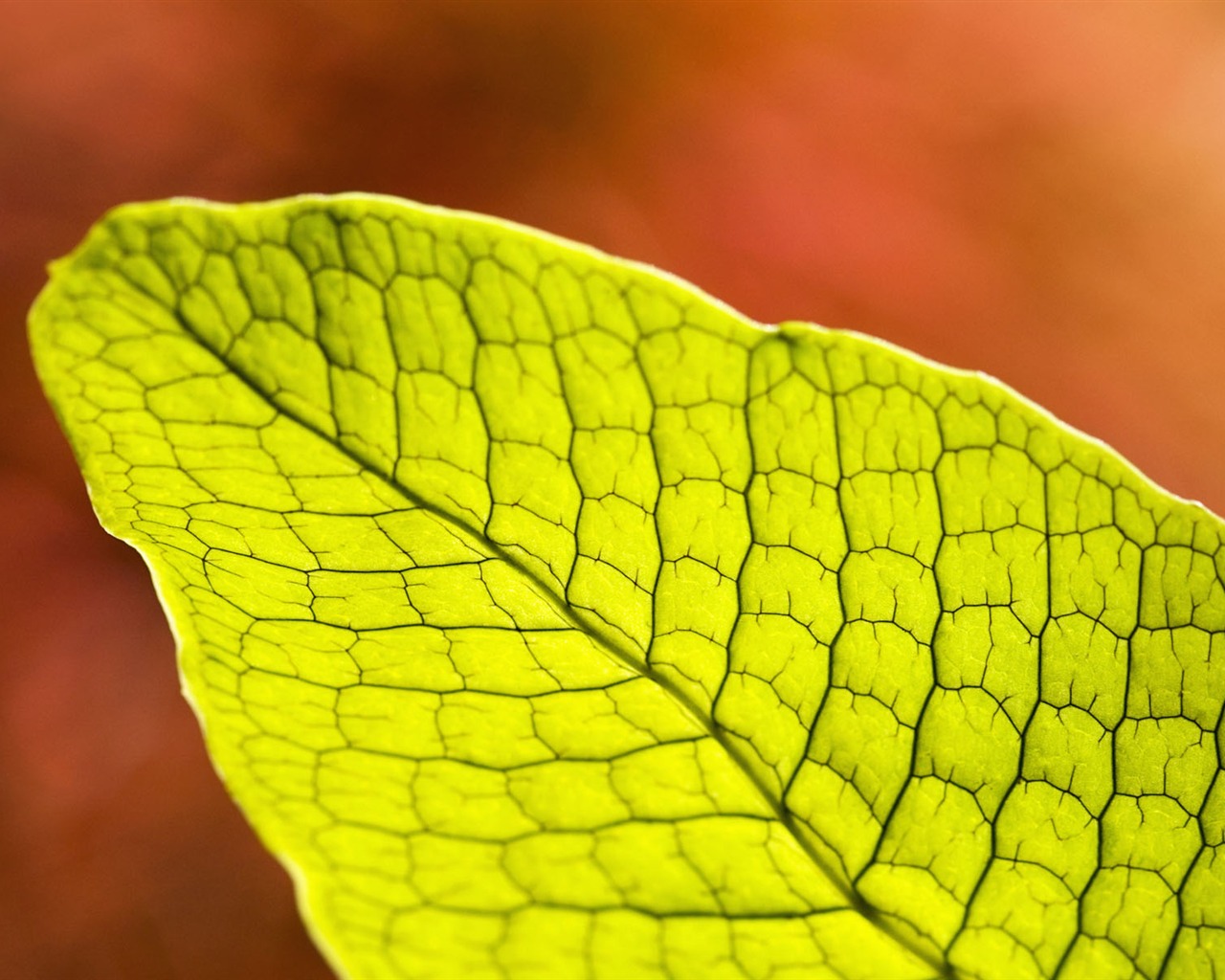 녹색 식물 잎 배경 #11 - 1280x1024