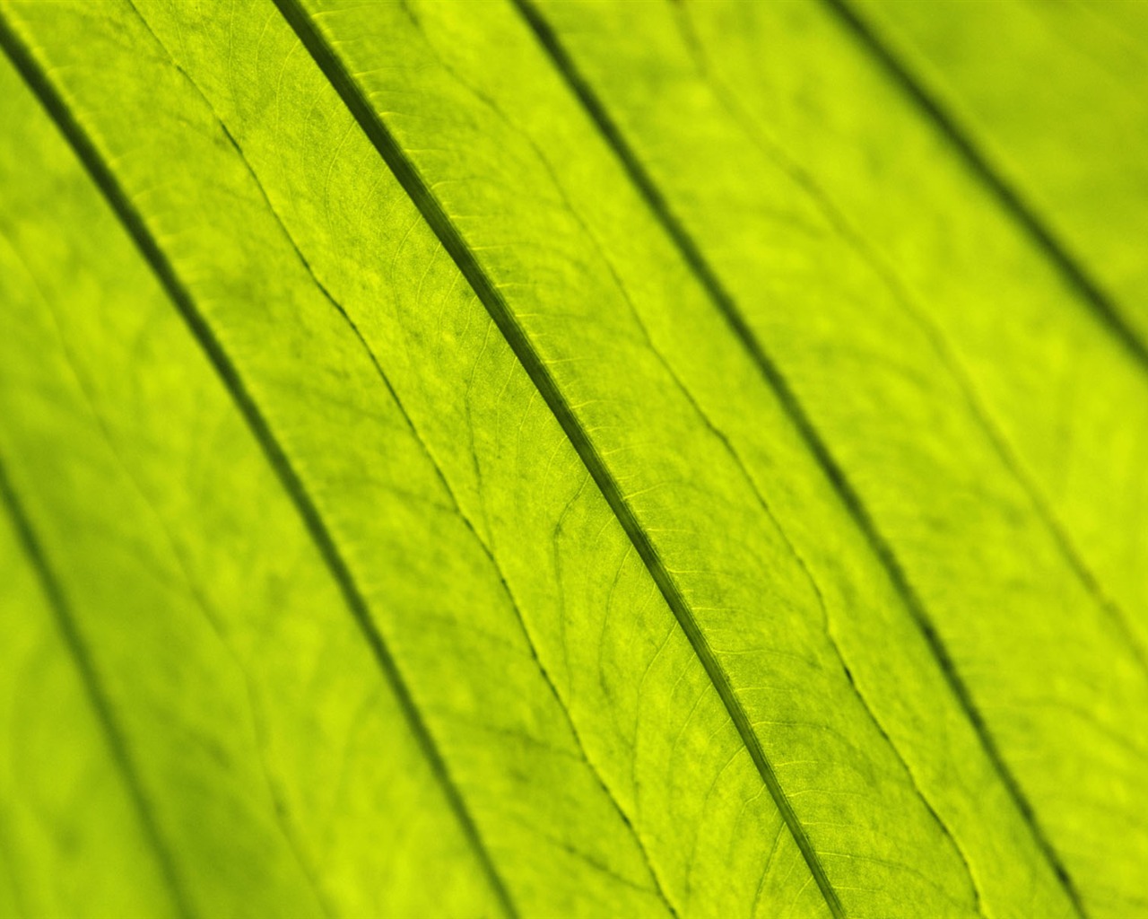 녹색 식물 잎 배경 #12 - 1280x1024