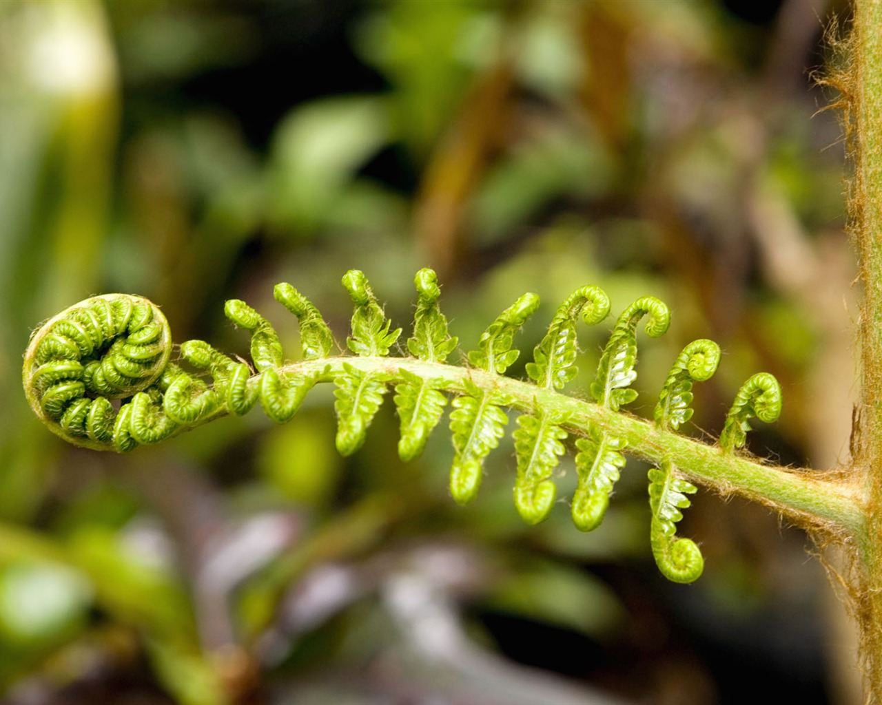 Plants Green Leaf Wallpaper #14 - 1280x1024