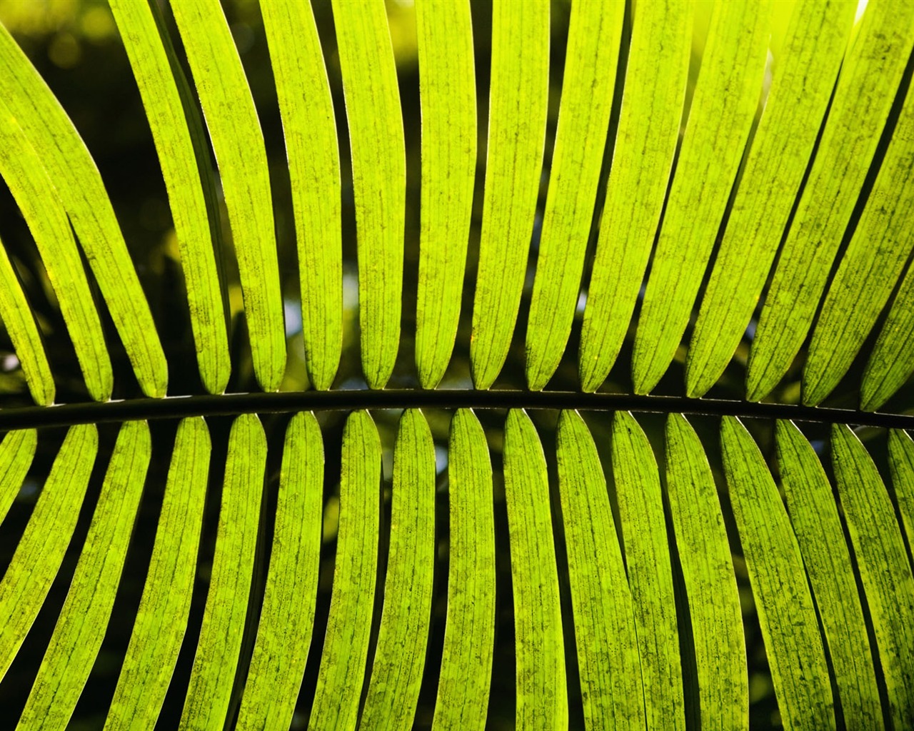 녹색 식물 잎 배경 #15 - 1280x1024