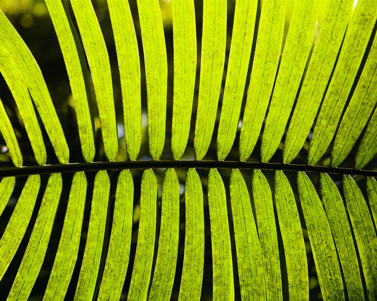 Rostliny zelené listí Tapeta #15 - 1280x1024