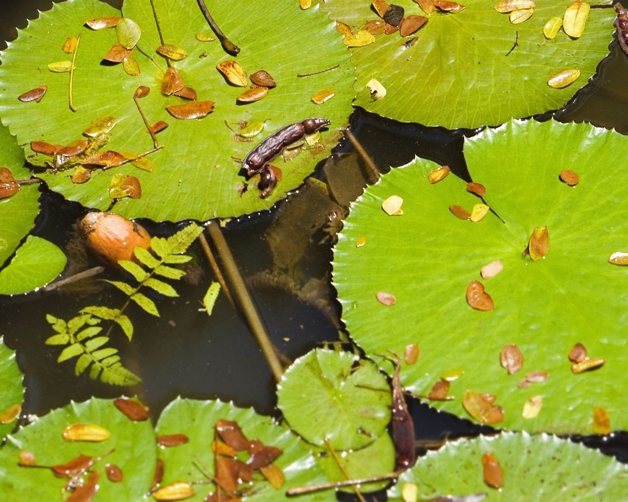 Plants Green Leaf Wallpaper #16 - 1280x1024