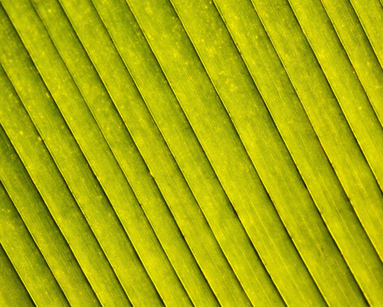 Plants Green Leaf Wallpaper #17 - 1280x1024