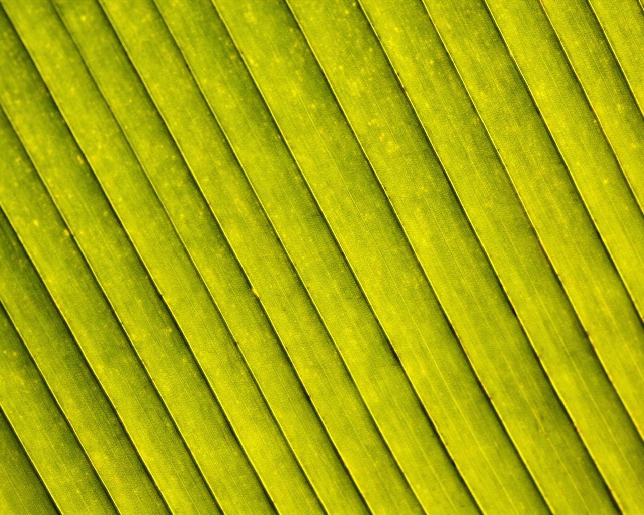 Rostliny zelené listí Tapeta #17 - 1280x1024