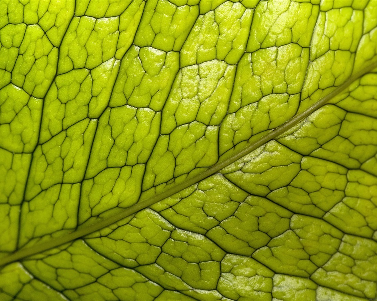 Rostliny zelené listí Tapeta #20 - 1280x1024