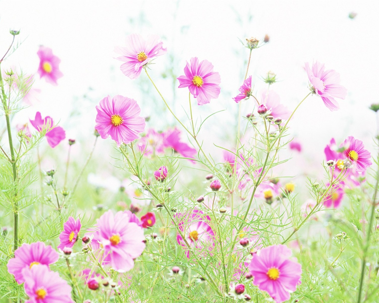 Fresh style Flowers Wallpapers #3 - 1280x1024