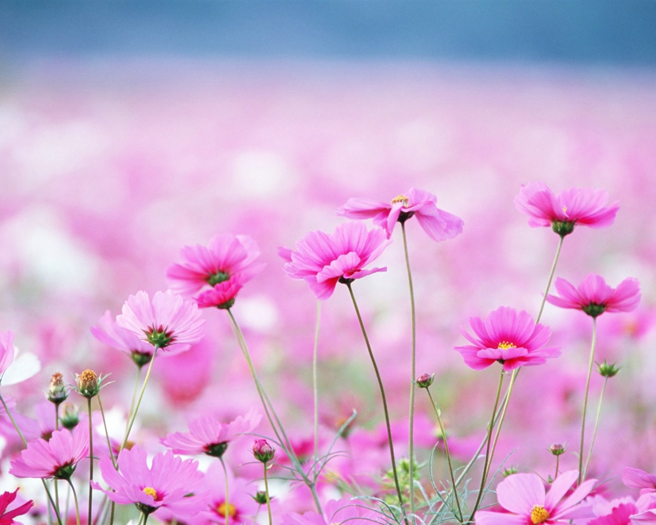 Fresh style Flowers Wallpapers #23 - 1280x1024