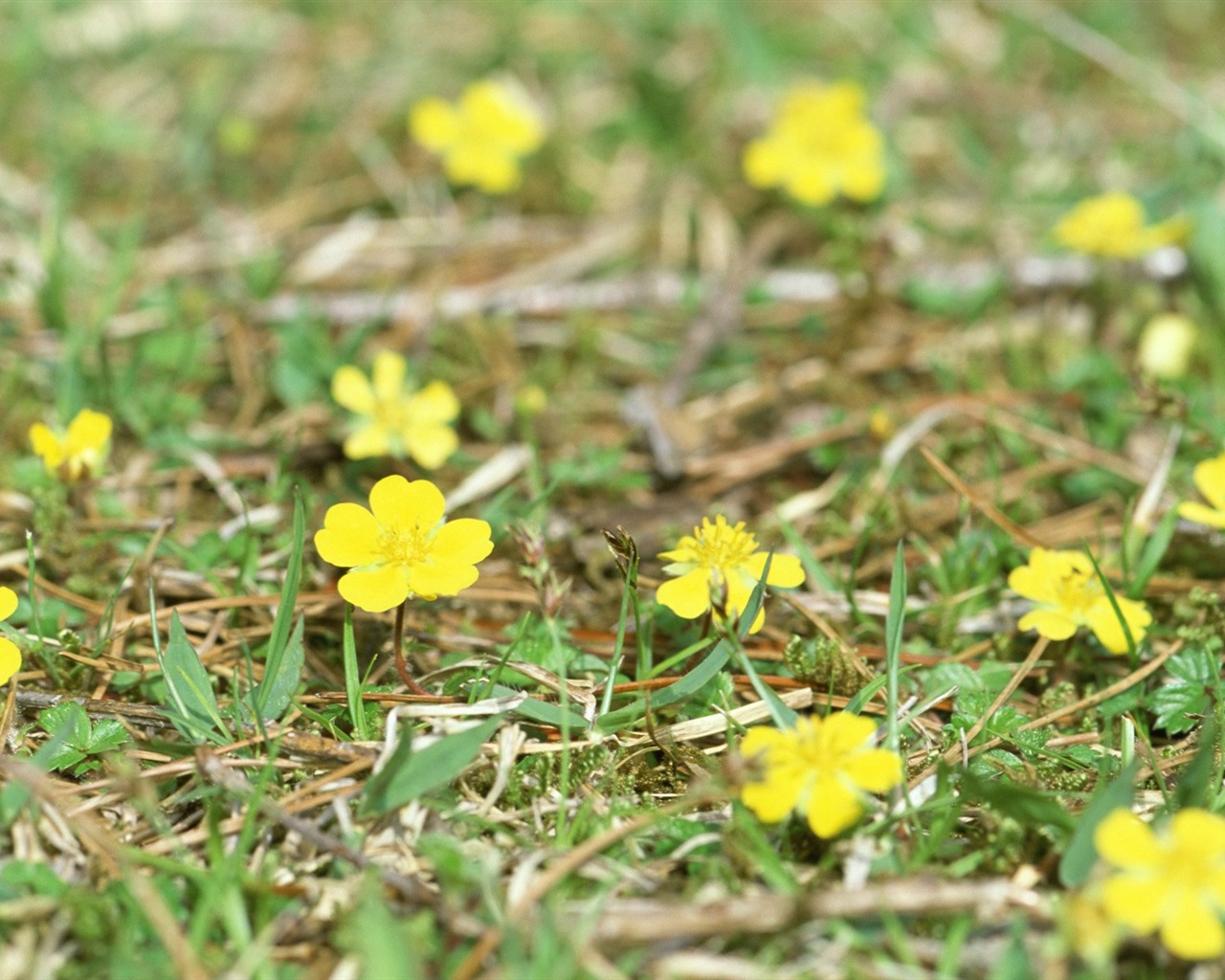 Frais d'écran Fleurs de style #28 - 1280x1024