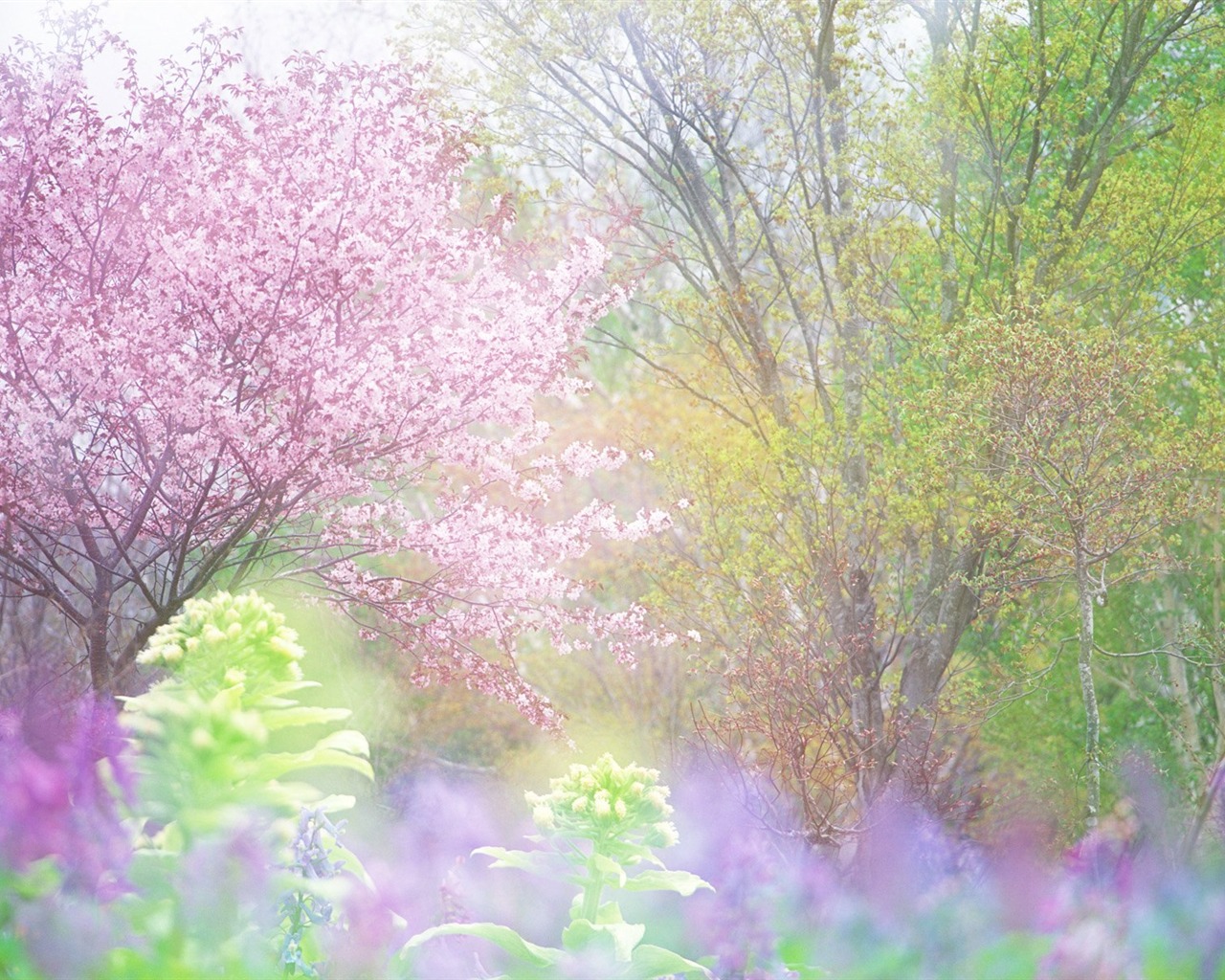清新風格花卉攝影壁紙 #30 - 1280x1024
