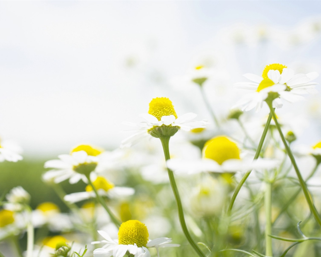 フレッシュスタイルの花の壁紙 #32 - 1280x1024