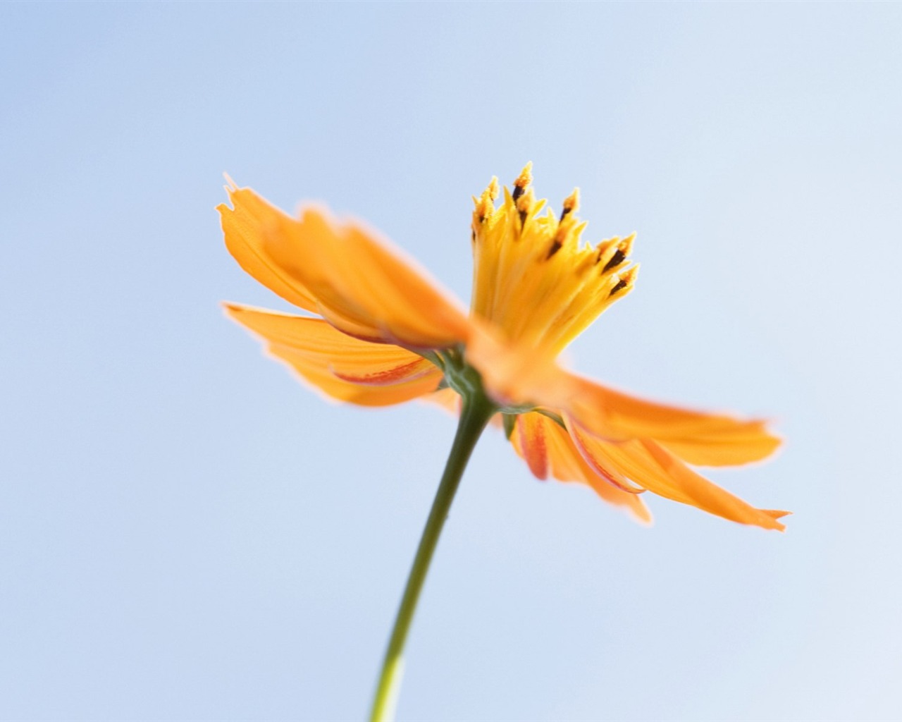 清新風格花卉攝影壁紙 #33 - 1280x1024