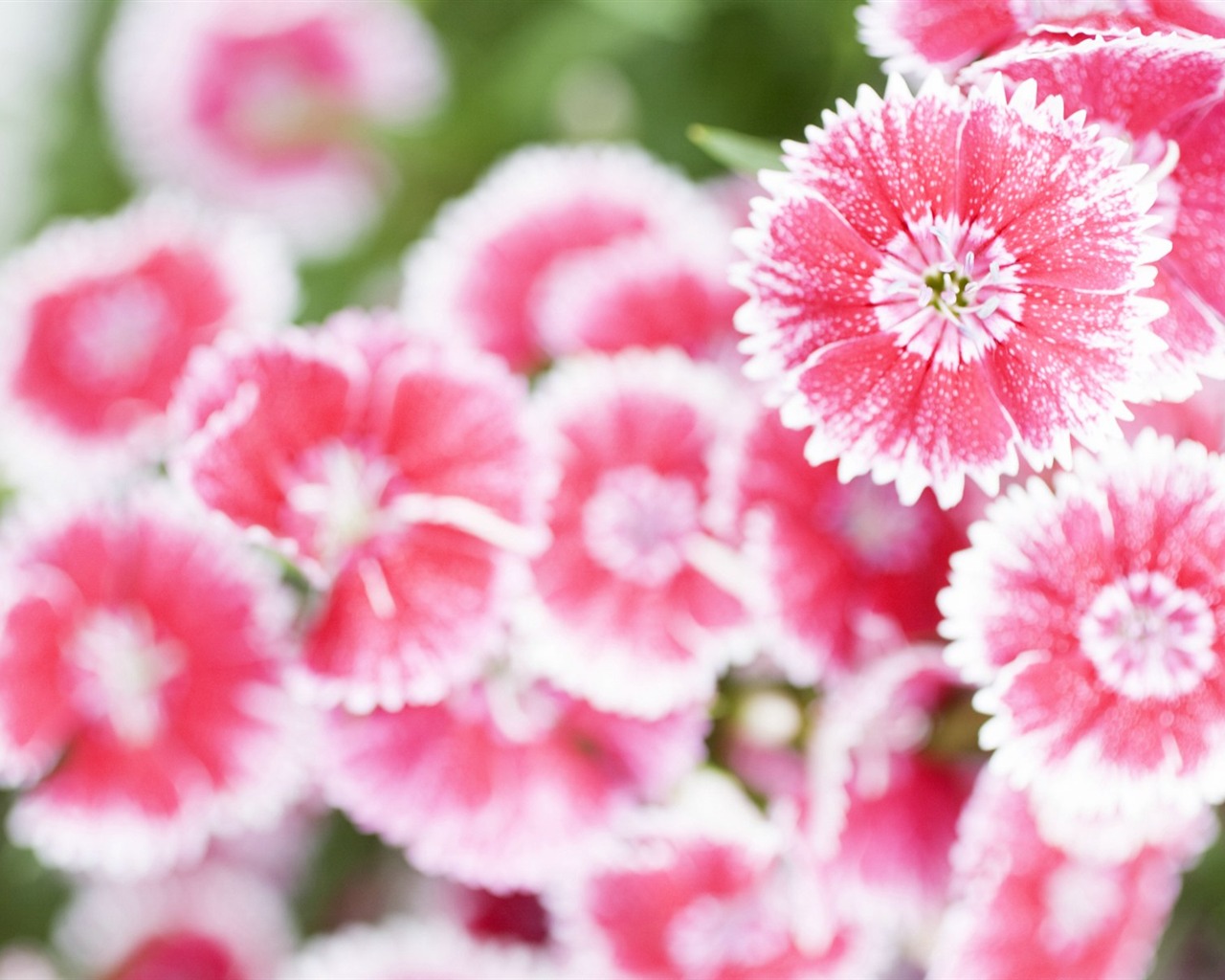 Fresh style Flowers Wallpapers #36 - 1280x1024