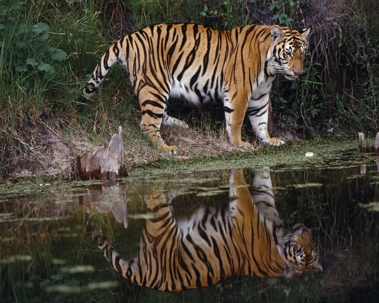Webshots Animal Wallpapers (2) #5 - 1280x1024