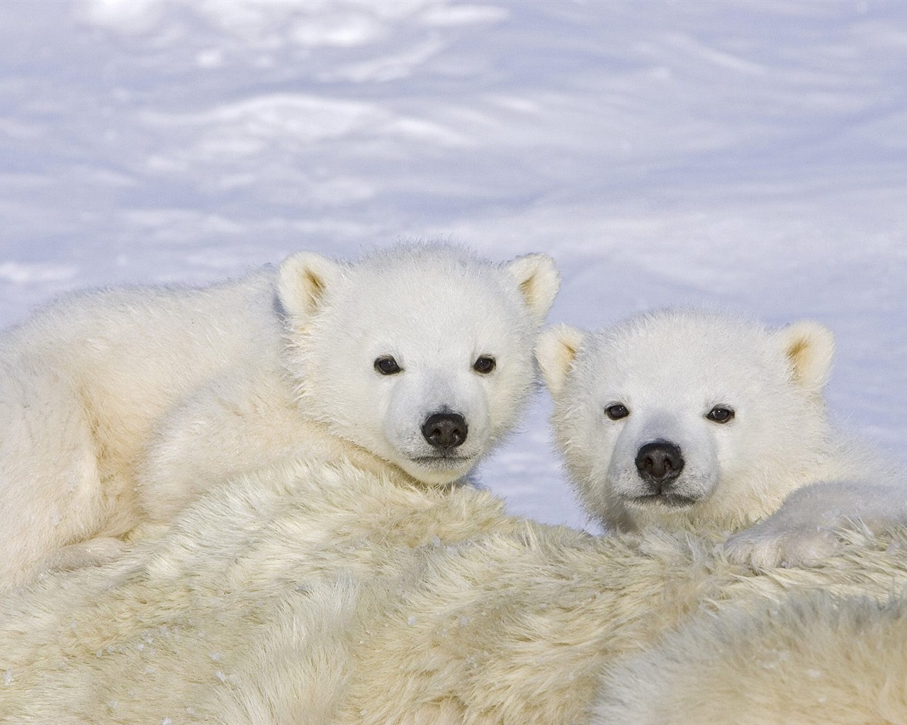 Webshots Animal Wallpapers (2) #6 - 1280x1024
