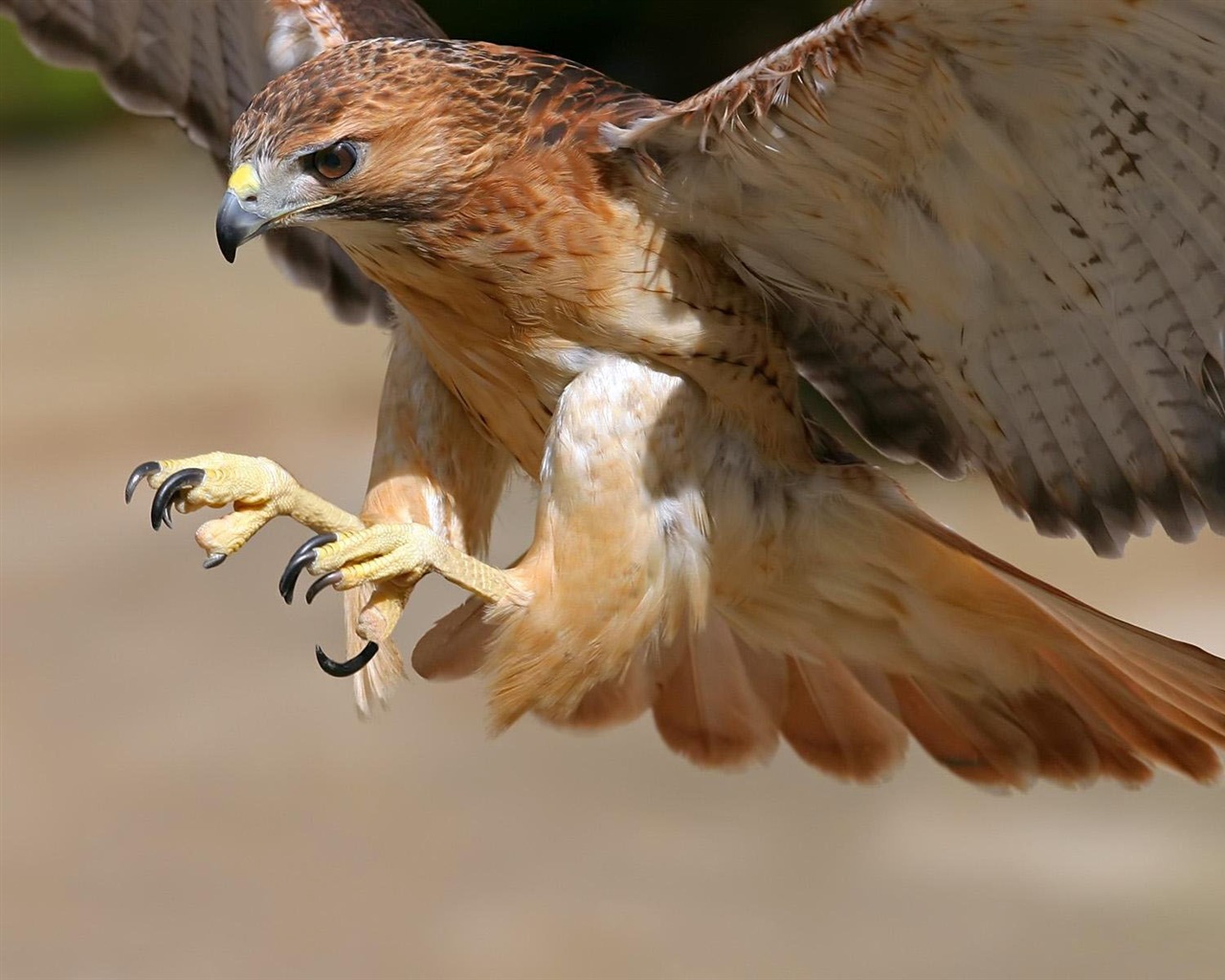 Webshots Animal Wallpapers (2) #7 - 1280x1024