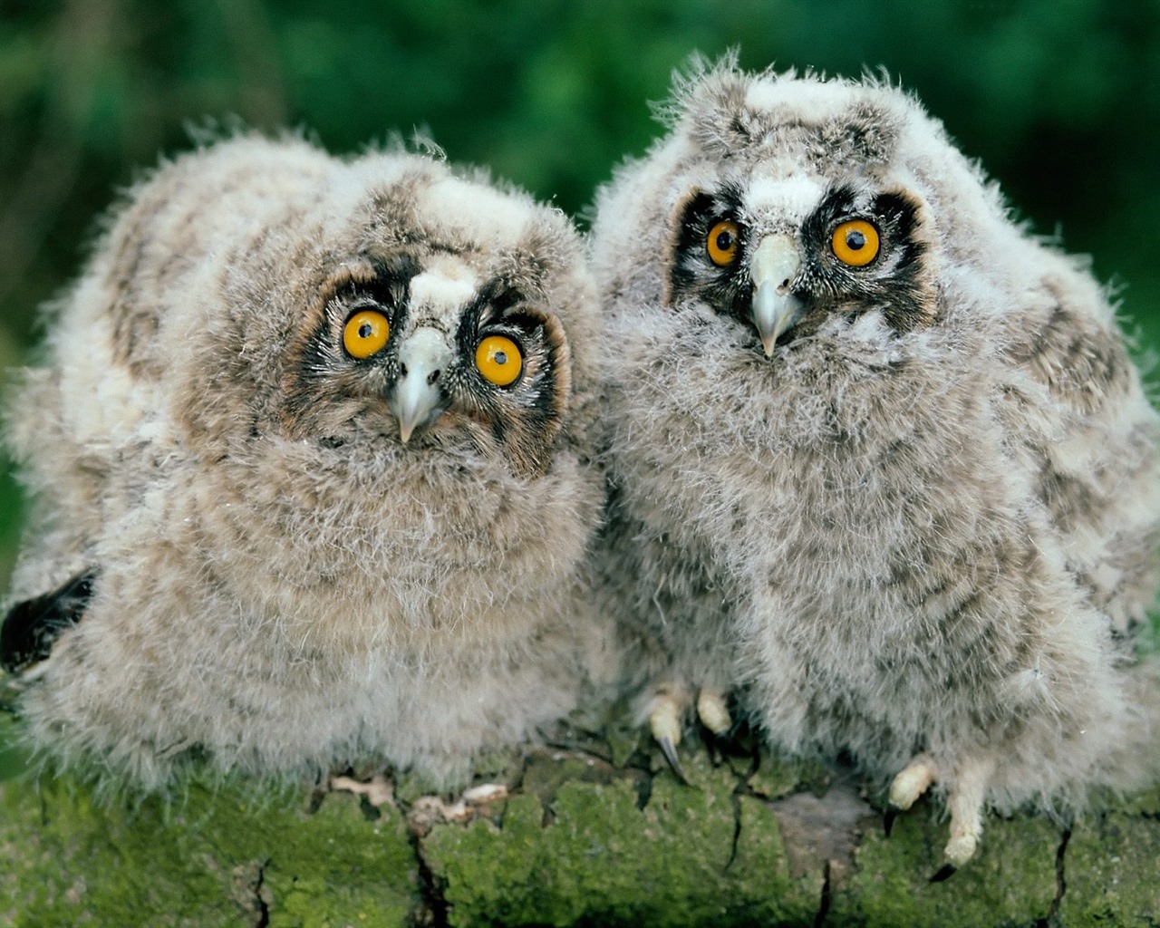 Webshots Animal Wallpapers (2) #20 - 1280x1024