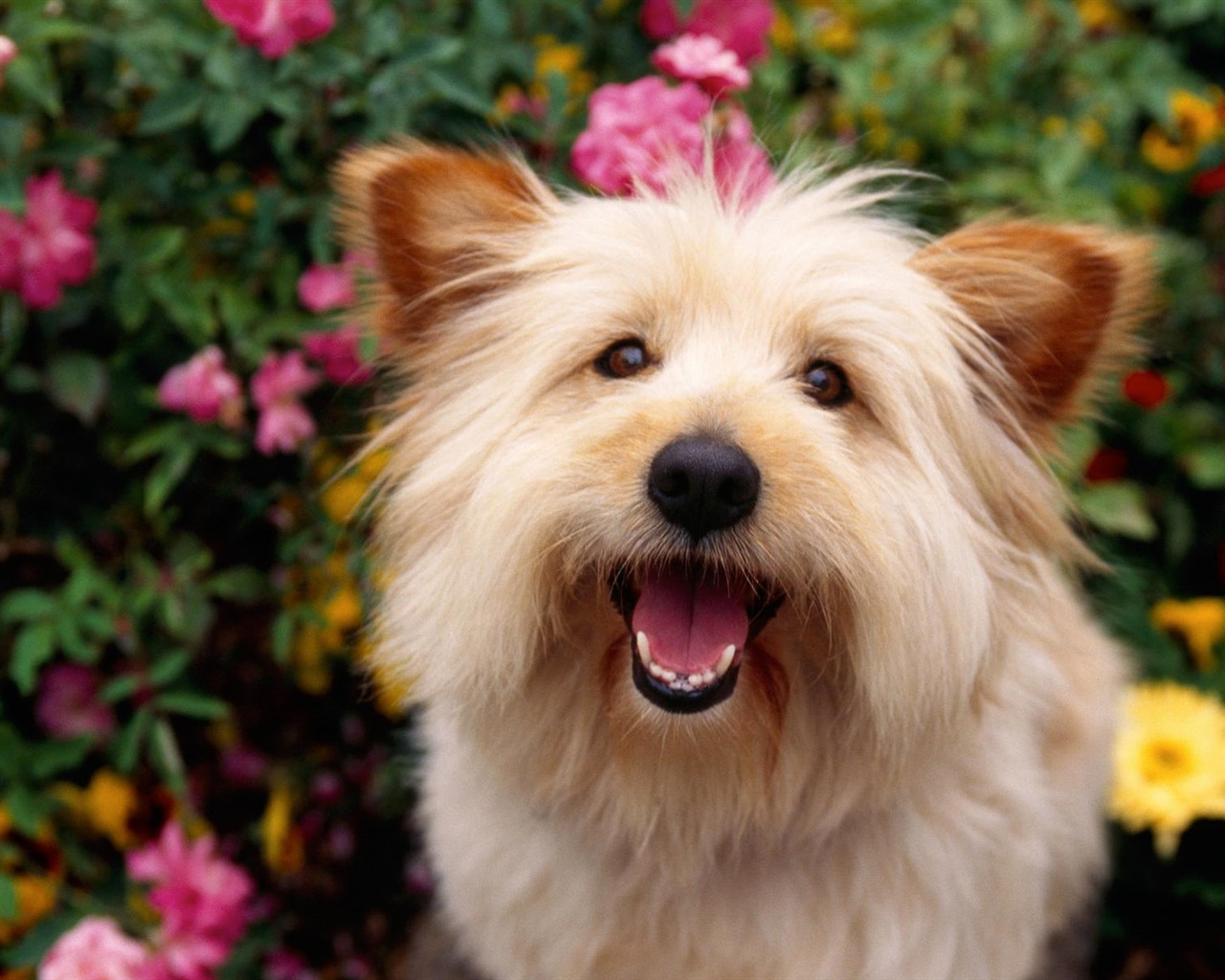 Wallpapers of pet dogs photo #2 - 1280x1024