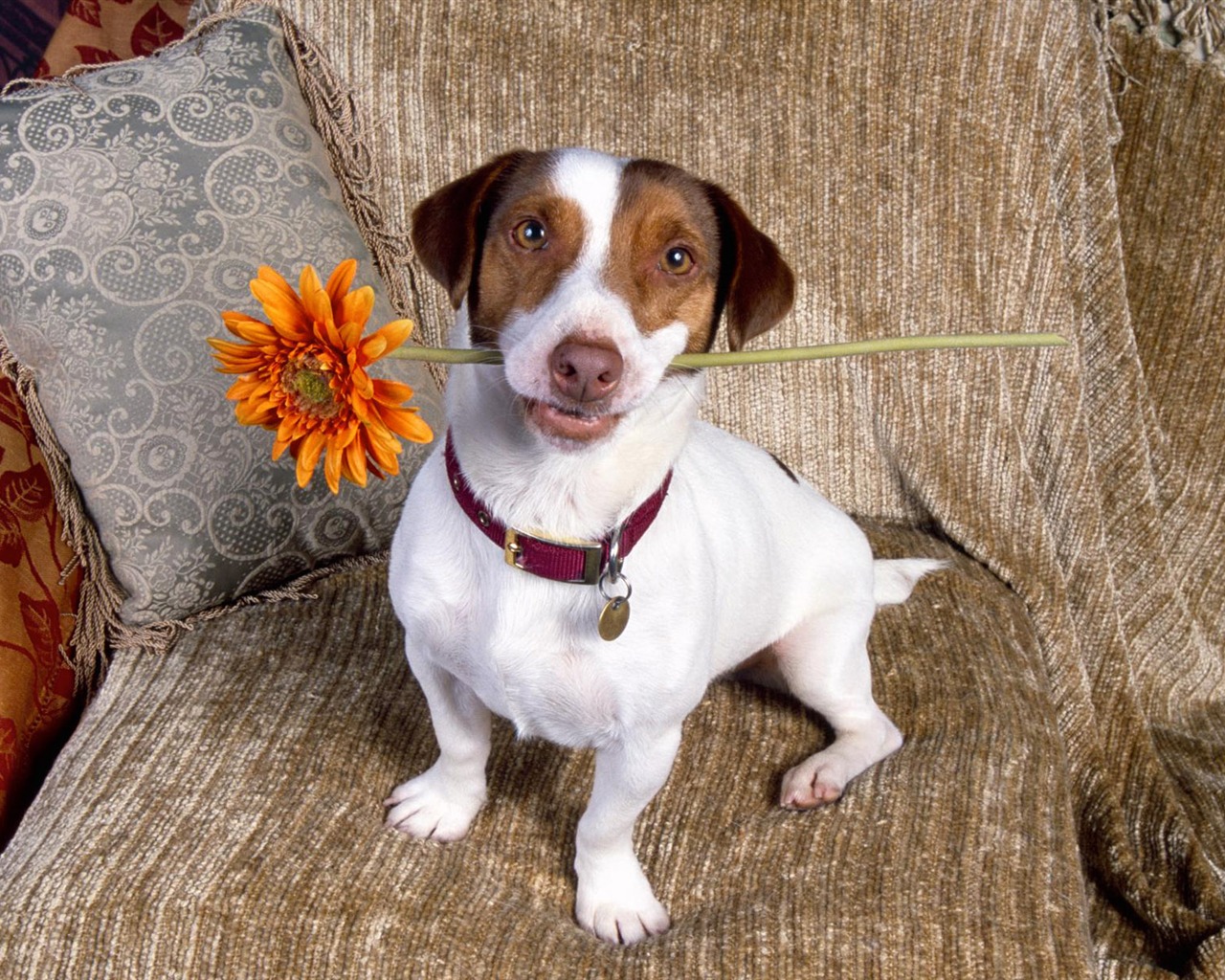 Wallpapers of pet dogs photo #4 - 1280x1024