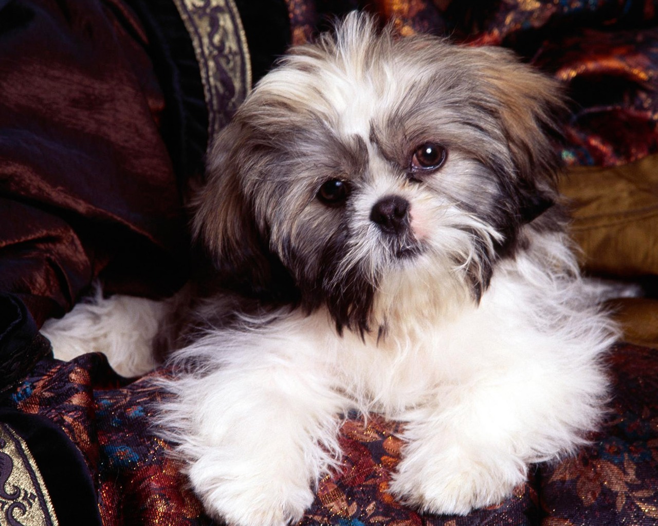 Wallpapers of pet dogs photo #16 - 1280x1024