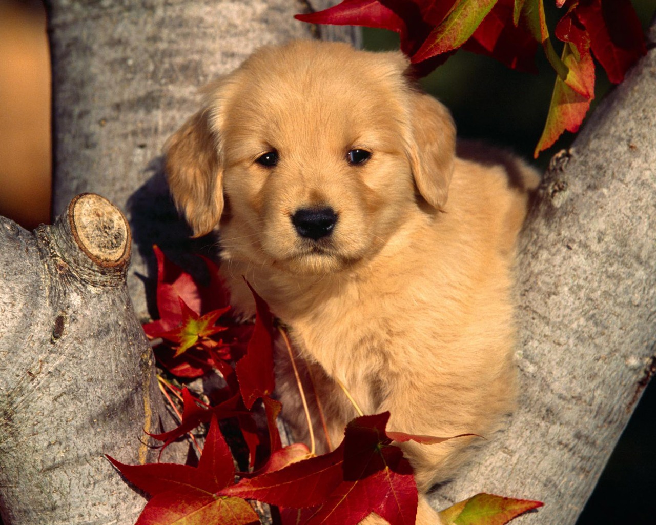 Wallpapers of pet dogs photo #19 - 1280x1024