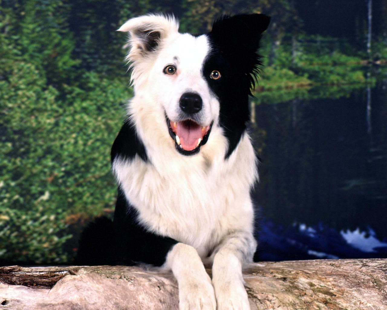 HD wallpaper roztomilý pes #5 - 1280x1024