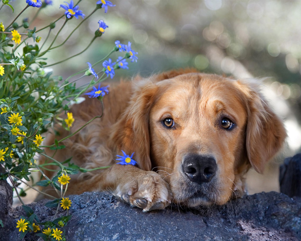 HD wallpaper cute dog #10 - 1280x1024