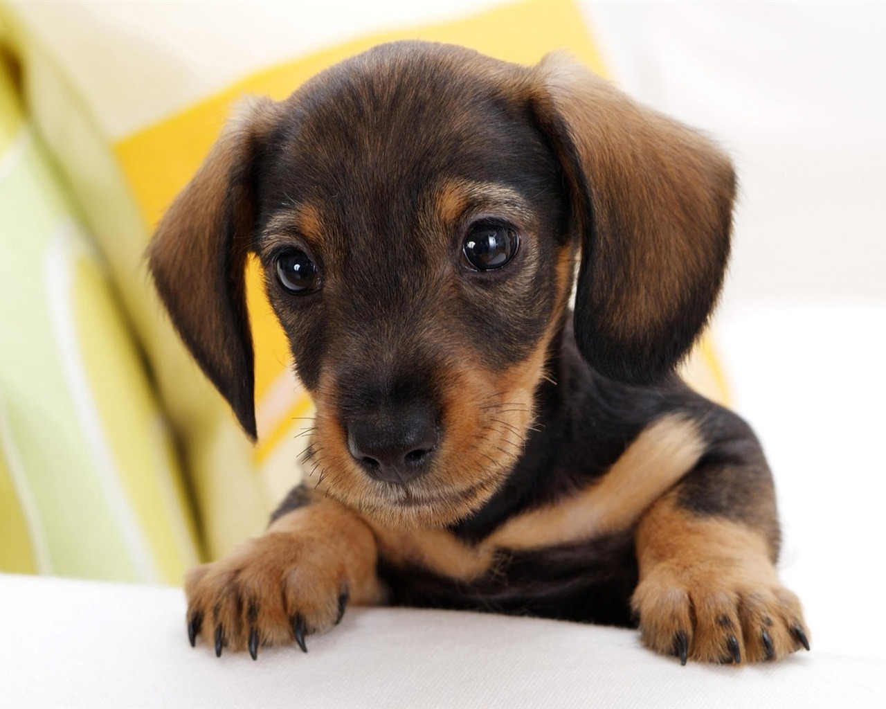 HD wallpaper cute dog #16 - 1280x1024