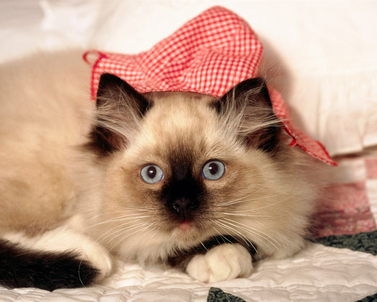 HD Wallpaper cute cat Foto #2 - 1280x1024