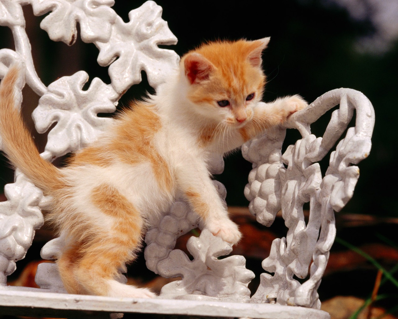 HD wallpaper cute cat photo #9 - 1280x1024