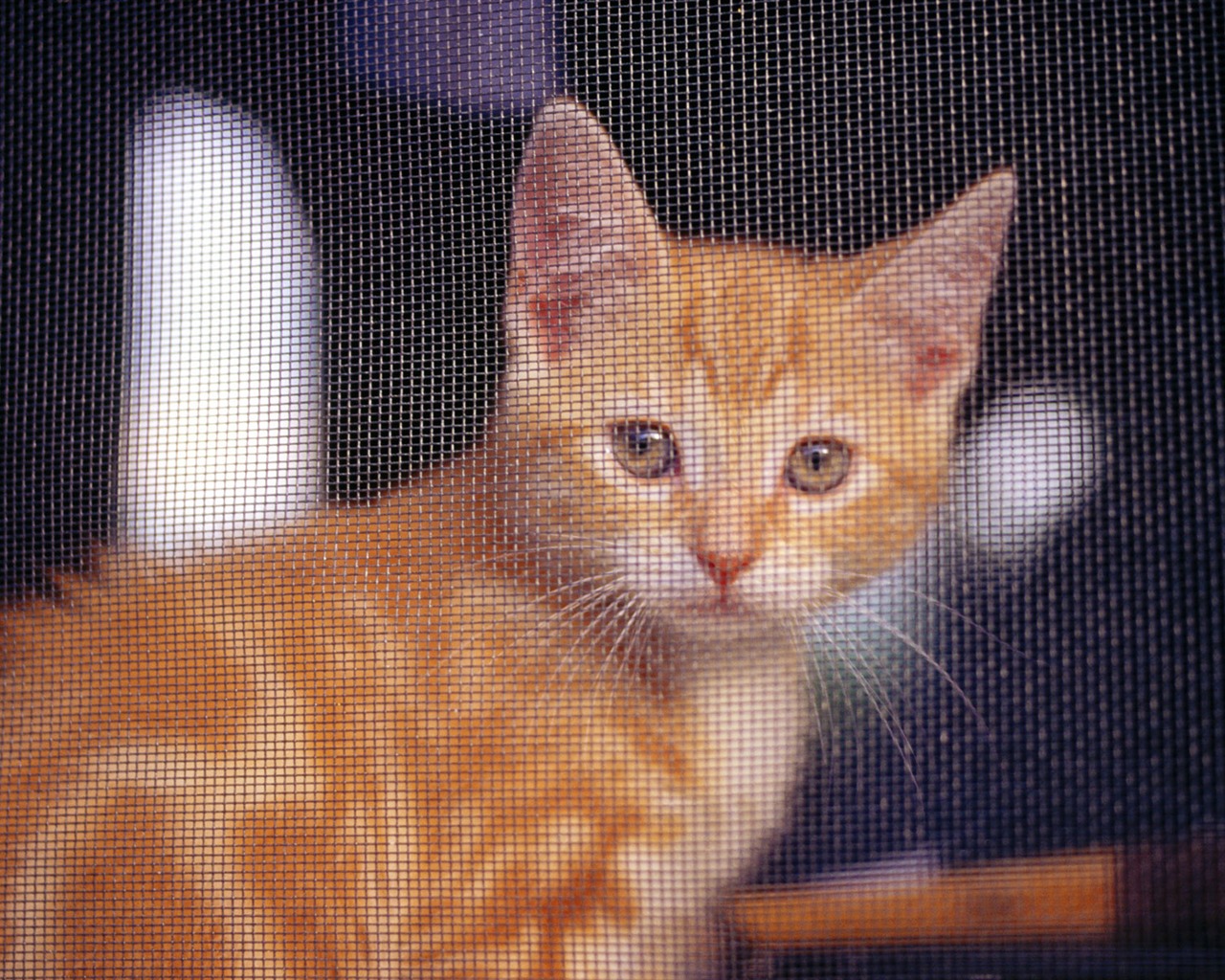 HD wallpaper roztomilé kočky foto #10 - 1280x1024
