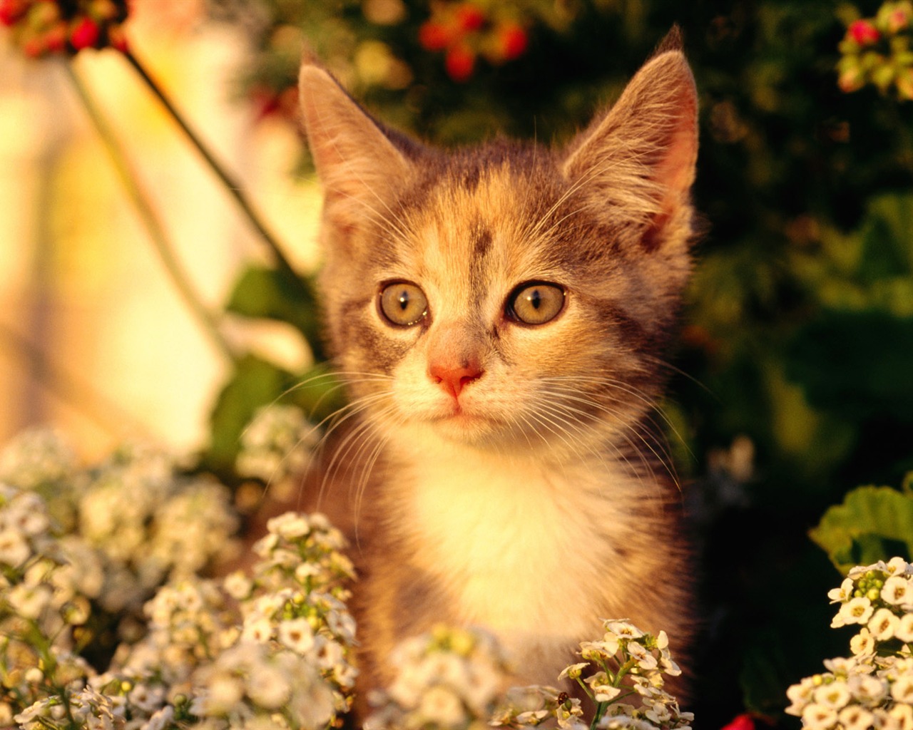 HD fotografía de fondo lindo gatito #21 - 1280x1024