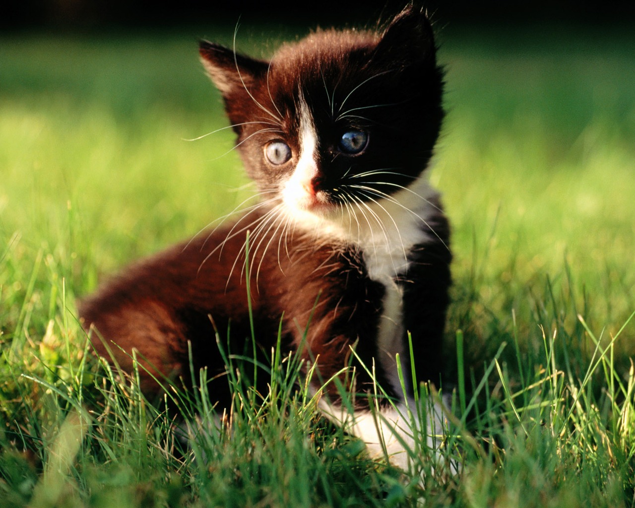 HD fotografía de fondo lindo gatito #24 - 1280x1024
