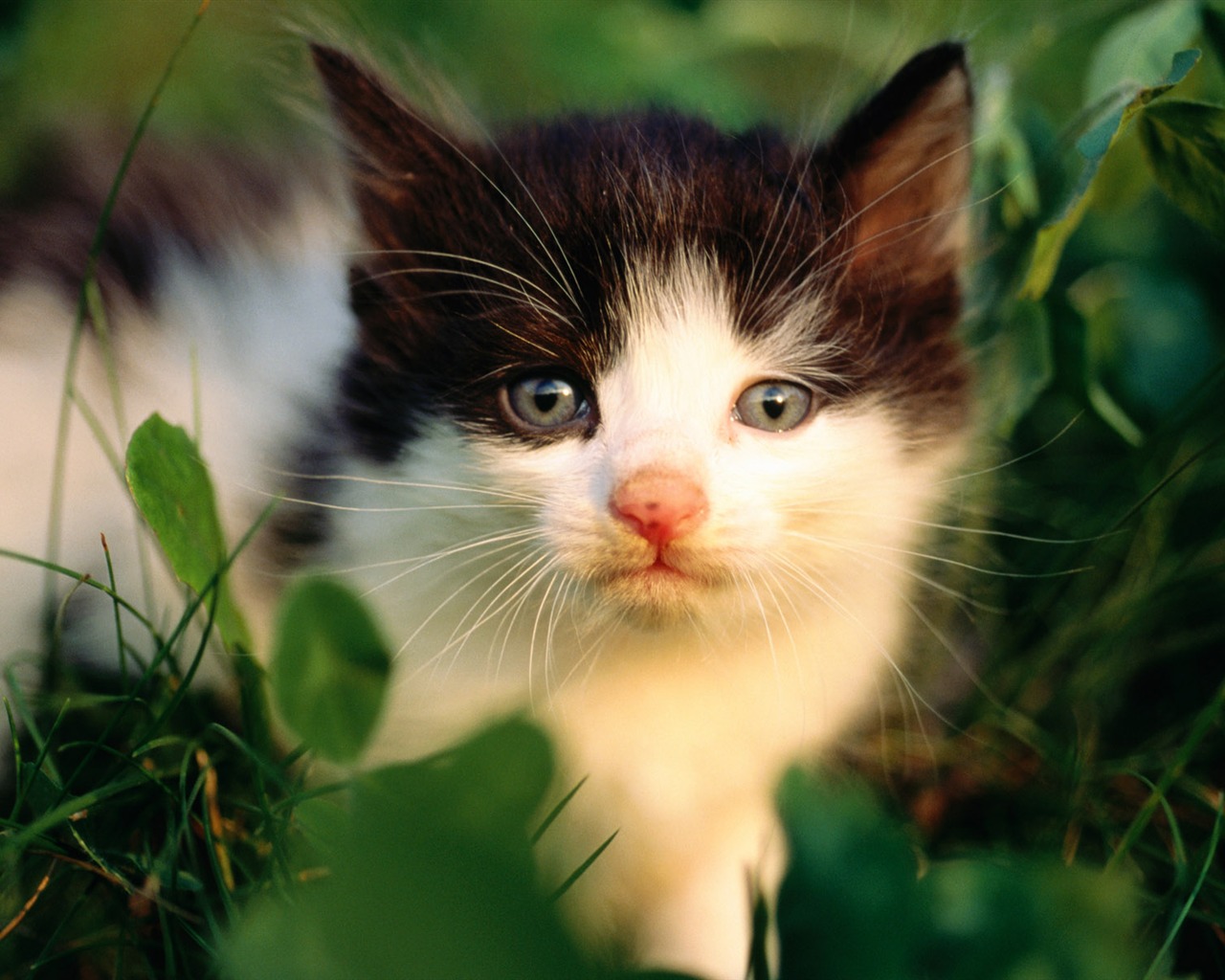 의 HD 벽지 귀여운 고양이 사진 #25 - 1280x1024